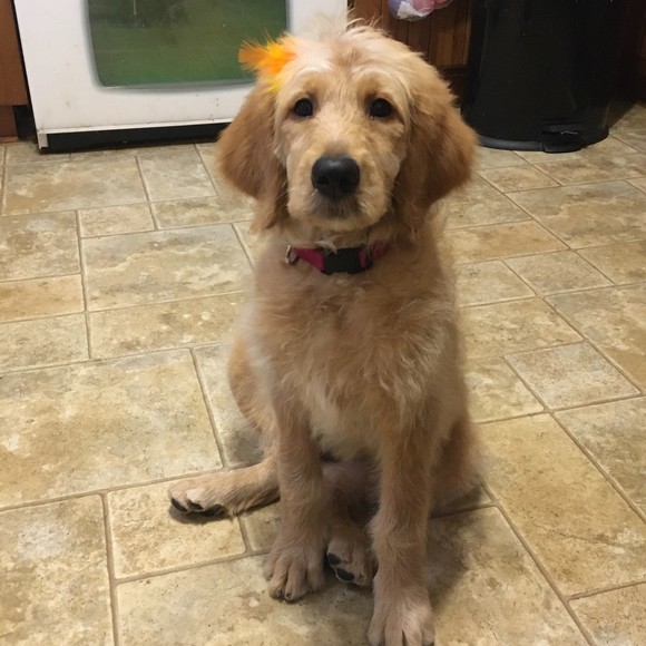 Meet your Posher, Cheryl - Picture 1 of 1